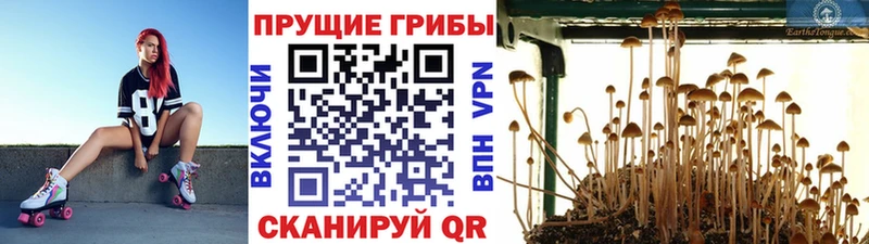 Псилоцибиновые грибы ЛСД  Лениногорск 